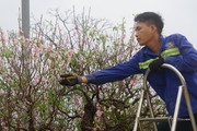Nghệ An: Dân một làng ở TP Vinh chi tiền khủng để "hồi cung" những cây cảnh cổ thụ này