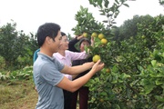 Hà Tĩnh: Tín dụng chính sách của Chính phủ qua Ngân hàng CSXH mang mùa xuân no ấm đến Hương Sơn