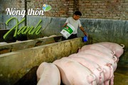 NÔNG THÔN XANH: Sử dụng chế phẩm sinh học xử lý khu vực chăn nuôi lợn bị ô nhiễm nặng như thế nào?