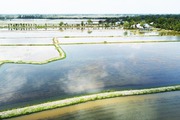Chuyện lạ miền Tây: Lần đầu tiên nước mặn về muộn, nông dân phải thay đổi kế hoạch nuôi tôm