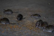 Nghiên cứu chỉ ra hàng triệu con chuột ở New York có thể mắc Covid-19