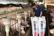 Giá gà, giá heo giảm sâu giữa lúc lãi ngân hàng tăng cao, ngành chăn nuôi Đồng Nai chồng chất khó khăn