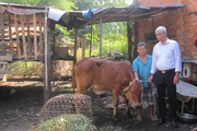 Nông dân giàu tặng heo rừng, bò...,hướng dẫn hộ nghèo làm ăn, cách làm hay ở Long Phước của Bà Rịa-Vũng Tàu