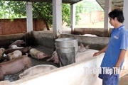 Đồng Nai: Yêu cầu di dời trại heo làm trầm trọng thêm những nỗi lo của ngành chăn nuôi