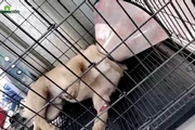 Đồng Nai: Chó có biểu hiện bệnh dại, co giật, sùi bọt mép, chết sau khi cắn nhân viên thú y 