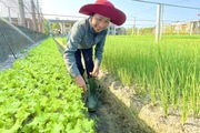 Trước trồng lúa toàn mất ăn, nông dân vùng lũ Quảng Bình chuyển sang trồng rau, ai ngờ thu bộn tiền