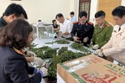Lào Cai: Bắt giữ 4 đối tượng mua bán 76kg cây thuốc phiện