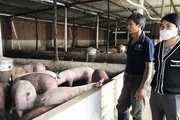 Giá heo hơi giảm thương lái còn chê ỏng chê eo, nhiều trang trại phải giảm đàn, "treo chuồng"