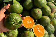 Cam sành lại rớt giá mạnh 