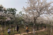 TP Sơn La: Đẹp ngỡ ngàng hoa ban nở trắng đồi 