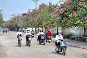 Con đường hoa ban đang hot ở một xã nông thôn mới kiểu mẫu của Ninh Bình