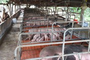 Đây là những lý do khiến chăn nuôi heo quy mô nông hộ đang "chết dần" ở Tây Ninh