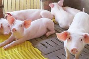 Giá lợn hơi tiếp tục giảm, điều gì đang xảy ra?