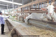Nuôi thứ dê Thụy Sĩ trắng như cục bông, nhả sữa đều như vắt tranh, anh nông dân Bến Tre giàu lên