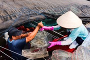 Một HTX ở Bà Rịa-Vũng Tàu vừa bắt lên 20 tấn tôm bán được hơn 3,6 tỷ sau hơn 3 tháng nuôi công nghệ cao