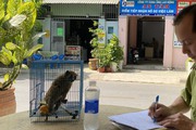Người dân bàn giao con cu li nằm trong danh mục động vật quý hiếm cho Chi cục Kiểm lâm TP.HCM