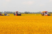 Trồng lúa cánh đồng lớn ở Long An, nông dân nhàn hơn mà tiền lời thu về cũng "khỏe" hơn