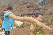 Sơn La: Nông dân đào được nhiều củ sắn "khủng", to dài như con trăn