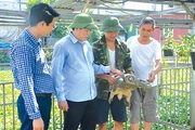Nuôi loài vật này thành đàn dưới ao, bê lên rõ nặng, nông dân Yên Bái bán giống, bán thịt đều đắt hàng