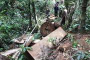 Hạt Kiểm lâm Kbang của Gia Lai khởi tố vụ lâm tặc "chặt hạ" hàng chục cây gỗ trong rừng