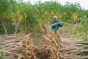 Việt Nam bán 93% một loại nông sản sang Trung Quốc nhưng vẫn phải cạnh tranh với Thái Lan, Campuchia