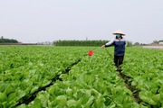 Nhân rộng vùng canh tác chuẩn VietGAP ở Thủ đô: Vẫn còn không ít việc phải làm