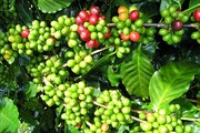 Giá cà phê hai sàn tiếp tục tụt giảm, cà phê nội cũng đi xuống
