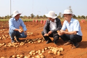 "Bắt tay" trồng khoai tây với Syngenta và Pepsico, nông dân thu lãi cả trăm triệu đồng/ha