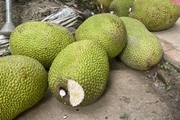 Giá mít Thái lại chạm mốc kỷ lục ở Hậu Giang, bán một trái mít đẹp 9kg có ngay gần 500.000 đồng