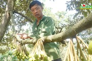 Cây sầu riêng ví như cây làm giàu, vì sao nói có nông dân Đắk Nông đang 'quay cuồng" với cây tiền tỷ này?