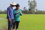 Thứ xưa toàn đốt bờ đốt bụi, nay nông dân Đồng Tháp biến thành phân bón, nhẹ tiền chi phí, khỏe cả người