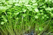 Học nghề trồng nấm, trồng rau mầm sẽ giúp nông dân xã Minh Hòa ở Bình Dương tăng thu nhập