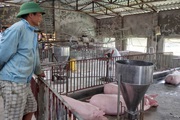 Giá lợn hơi tụt dốc, người chăn nuôi ngậm đắng nuốt cay nhìn tiền tỷ "bốc hơi"