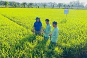 Chia sẻ từ chuyên gia: Incipio® 200SC - Giải pháp công phá tính kháng sâu cuốn lá lúa