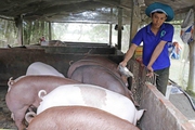 Nông dân nghèo Sóc Trăng có thu nhập tốt hơn nhờ vay vốn ưu đãi đầu tư nuôi bò, nuôi heo