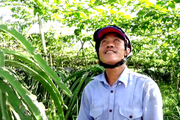 Một anh nông dân Tiền Giang cho cây thanh long "chung chạ" với cây gấc, không bất hòa mà cây nào cũng ra trái bự