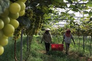 UBND tỉnh Nghệ An-Hội Nông dân tỉnh sơ kết công tác phối hợp: Hỗ trợ nông dân làm giàu từ nông nghiệp