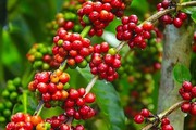 Giá cà phê hai sàn tăng thận trọng, cà phê nội ngược dòng tăng 400 đồng/kg