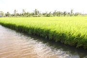 Trồng lúa hữu cơ kết hợp nuôi tôm sạch ở Bạc Liêu, nông dân khỏe, thu nhập tốt hơn hẳn