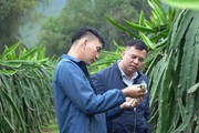 Hà Giang: Trồng cây “dây xanh nuôi trái đỏ” nông dân thu nhập hàng tỷ đồng/năm