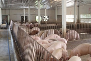 Giá lợn hơi lao dốc không phanh, người chăn nuôi Nam Định tính chuyện “giải nghệ”