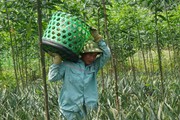 Huyện này ở Nghệ An trồng bạt ngàn thứ quả thơm lừng, giá đang tăng dần đều, nông dân phấn khởi