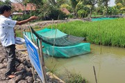 Nuôi cá rô đồng trong ruộng lúa lợi đủ đường, lúa tốt, cá lớn nhanh, vì sao nông dân Tây Ninh vẫn lo lo?
