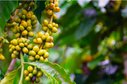 Giá cà phê Robusta hồi phục nhẹ, cà phê nội cũng nhích lên
