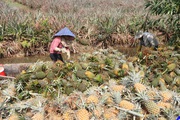Đây là loại quả ngon đang tăng giá tốt nhất ở huyện Tân Phước của Tiền Giang, nông dân chặt bán nhà nào cũng vui