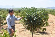 Cho cây ra trái "nữ hoàng quả khô" chung vườn với cà phê, nông dân Kon Tum "ăn chắc mặc bền"