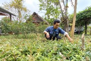Chuyển đổi cơ cấu cây trồng giúp giảm nghèo ở huyện miền núi Đông Giang của Quảng Nam
