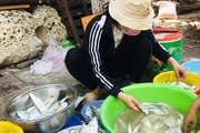 Đây là 2 loài cá đang có nhiều ở biển Bình Định, dân ra đánh bắt, có bao nhiêu thương lái khuân hết sạch