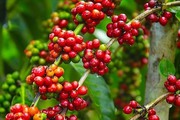 Giá cà phê hai sàn tiếp tục tăng mạnh, cà phê nội sắp chạm mốc 49.000 đồng/kg