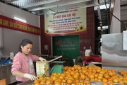 Hàng tấn cam Cao Phong của Hòa Bình vừa xuất khẩu sang Anh quốc là trồng theo tiêu chuẩn nào?